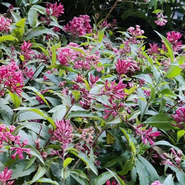 Red Cestrum