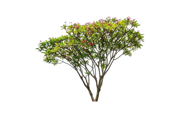 Red Frangipani