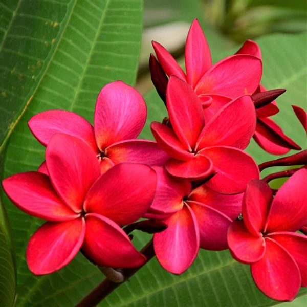 Red Frangipani