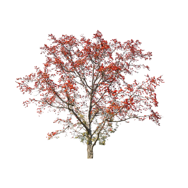 Red Silk Cotton Tree