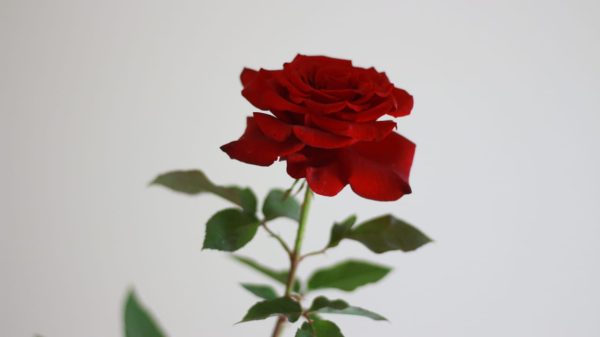 Rose Bush