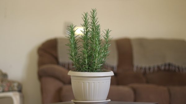 Ribbed Round Pot `Khorshed`