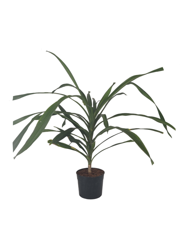 Dracaena Rikki