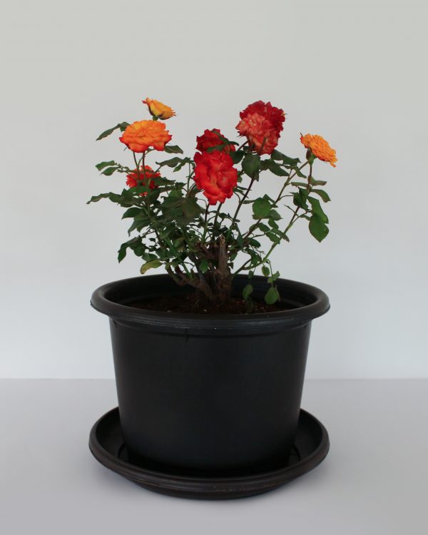 Fire Rose