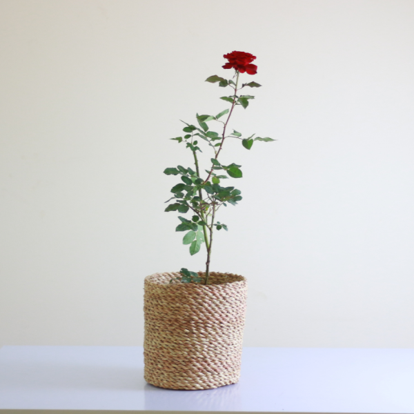 Rose Bush