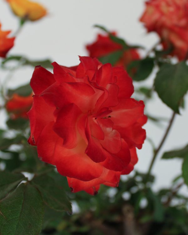 Fire Rose