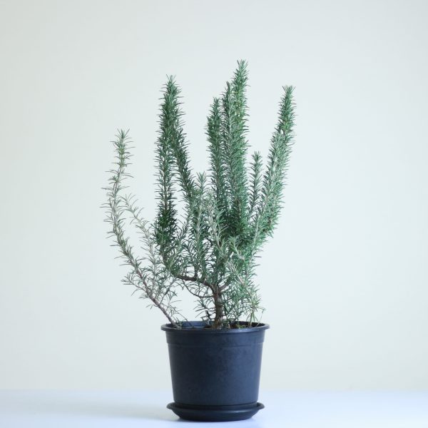 Rosemary