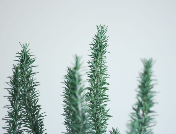 Rosemary