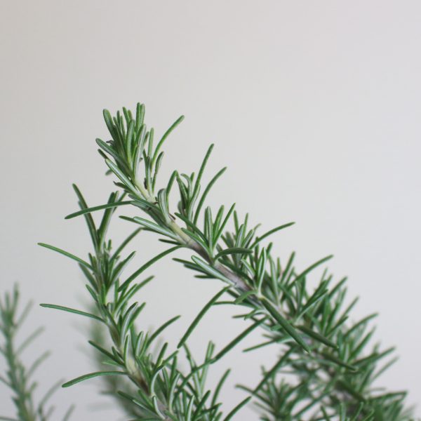 Rosemary