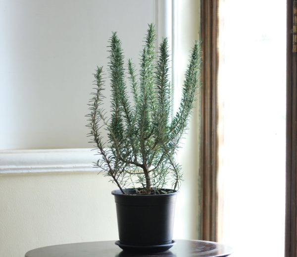 Rosemary