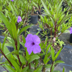 Mexican Petunia