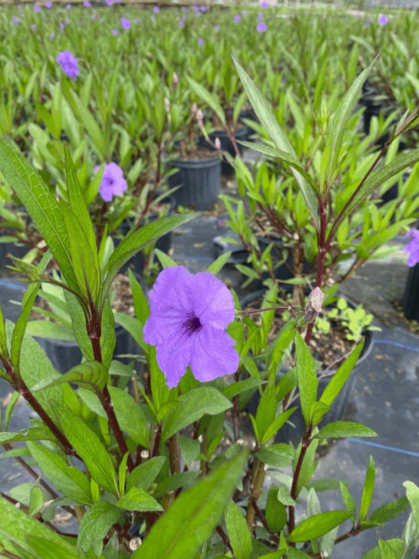 Mexican Petunia