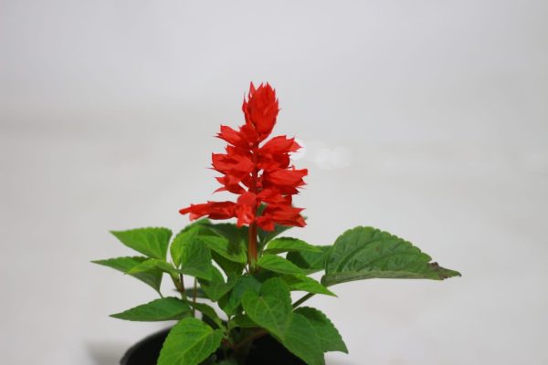 Scarlet Sage