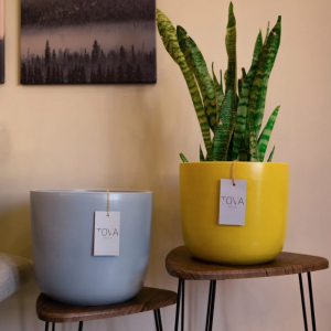Powder blue and mustard devine