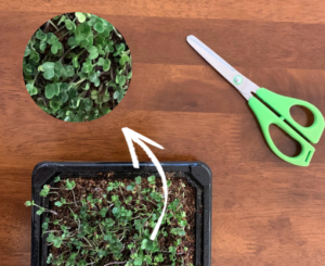 Close up of Microgreens leaves