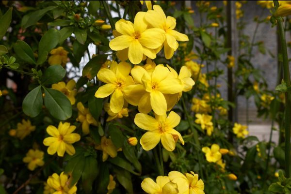 Primrose Jasmine
