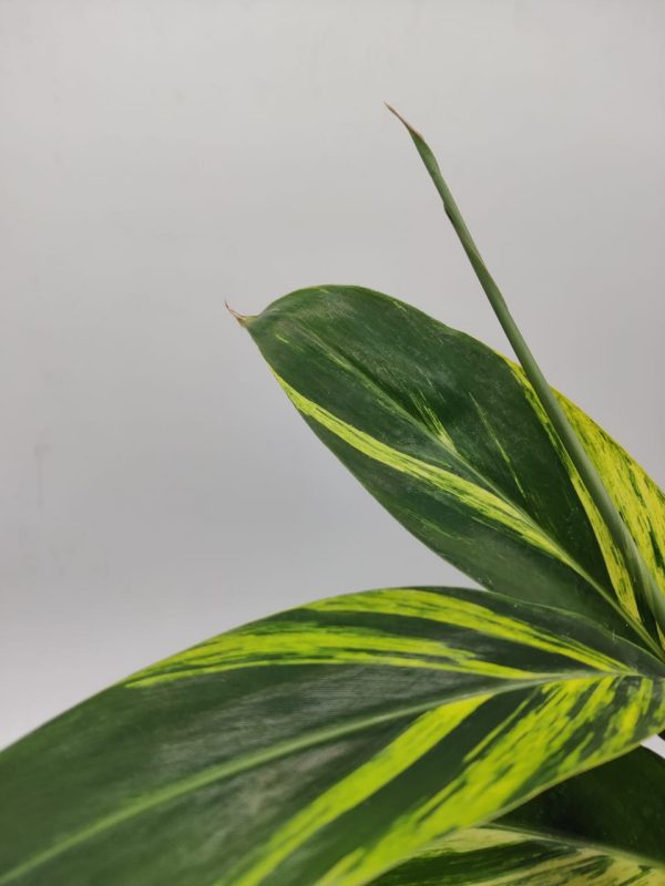 Shell Ginger