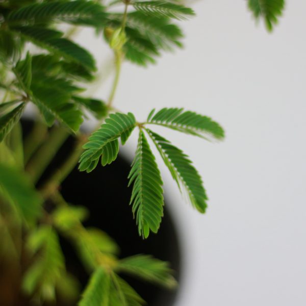 Shy Plant
