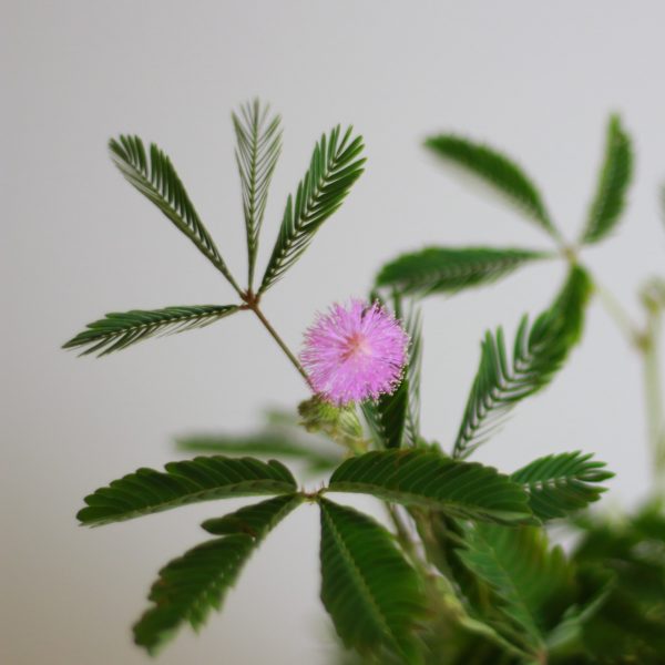 Shy Plant
