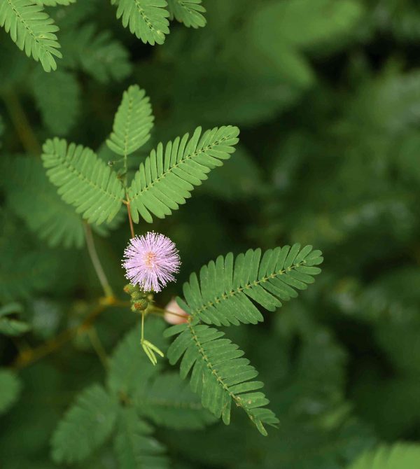 shy plant with flower