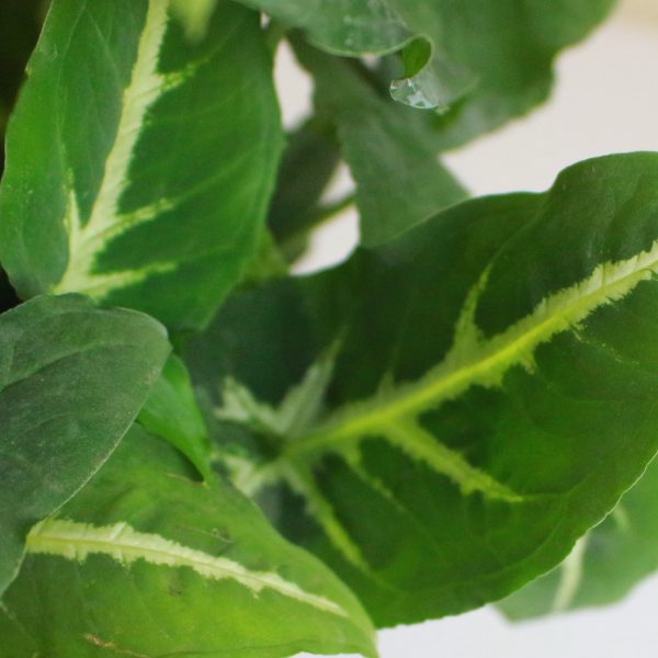Syngonium Silver Goosefoot