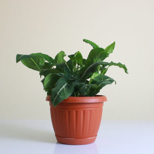 Syngonium Silver Goosefoot