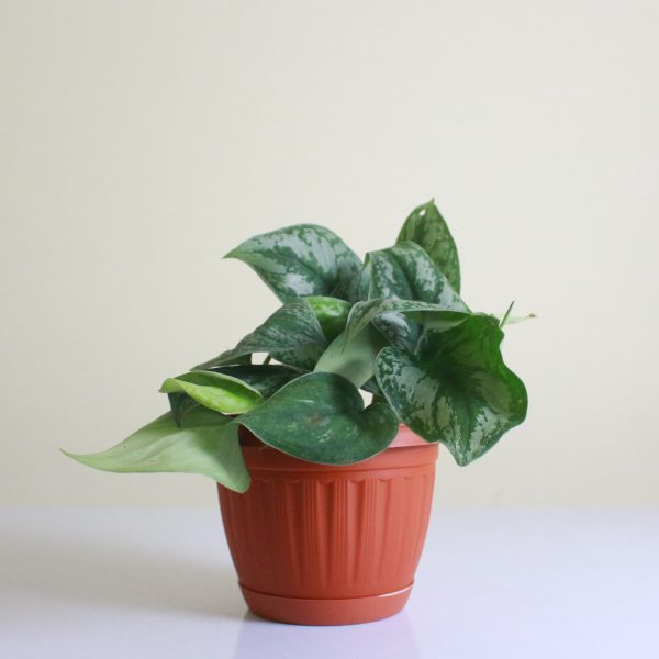 Silver Satin Pothos