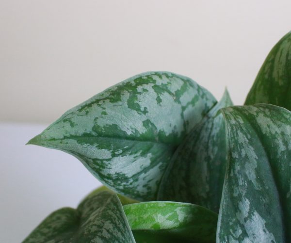 Silver Satin Pothos