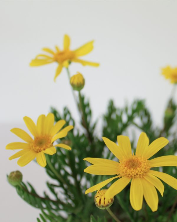 Golden Daisy Bush