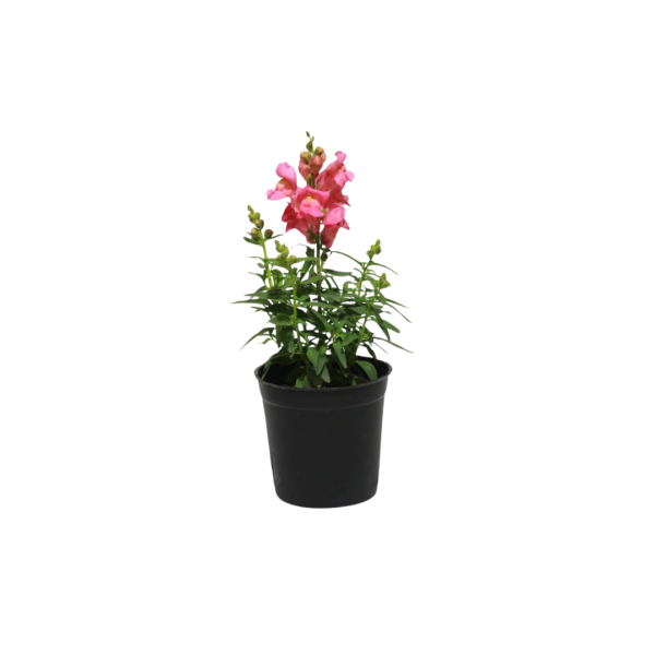 Snapdragon