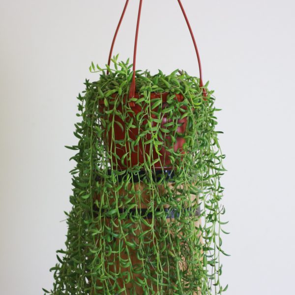 String of Bananas