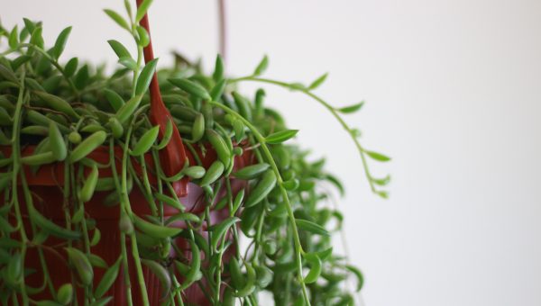 String of Bananas