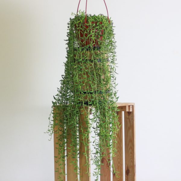 String of Bananas