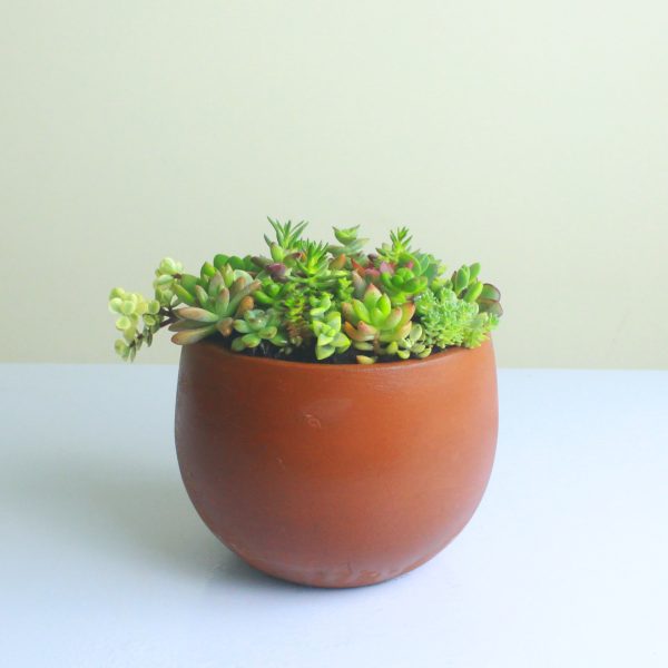 Sukun Succulent Garden