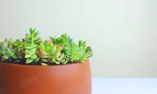 Sukun Succulent Garden