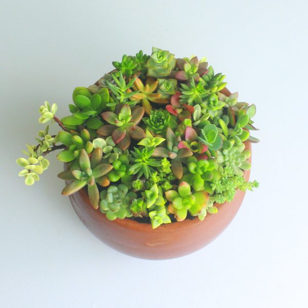 Sukun Succulent Garden