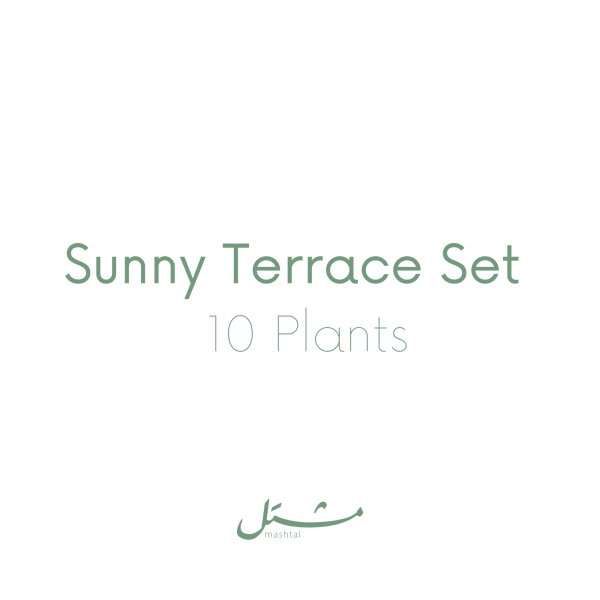 Sunny Terrace Set (10 Plants)