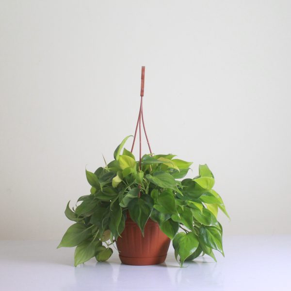 Sweetheart Philodendron