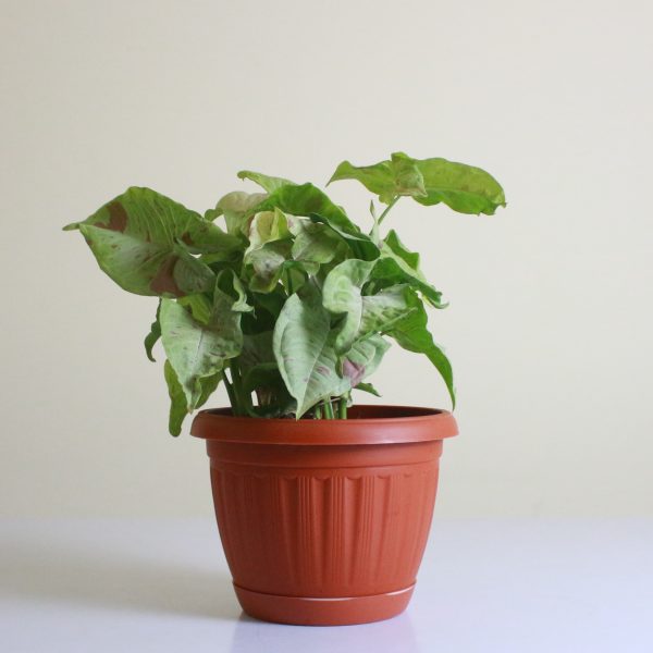 Syngonium 'Milk Confetti'