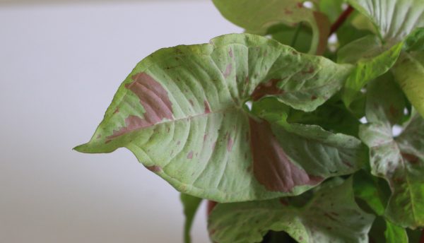 Syngonium 'Milk Confetti'