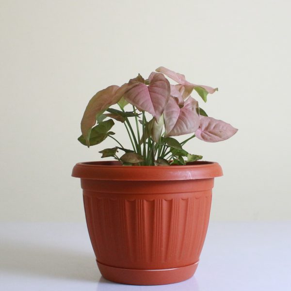 Syngonium 'Red Heart'