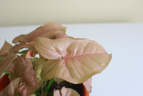 Syngonium 'Red Heart'