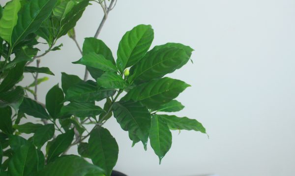 Pinwheel Flower "Taberna"