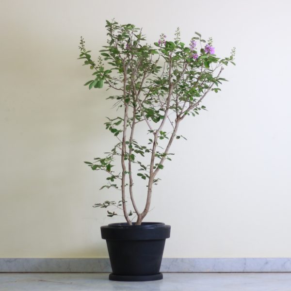 Crepe Myrtle 'Tamr Henna'