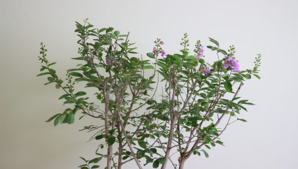 Crepe Myrtle 'Tamr Henna'