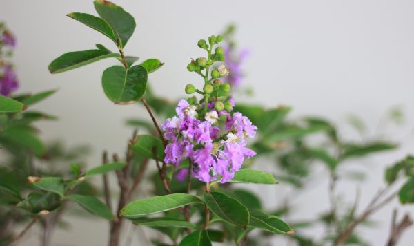 Crepe Myrtle 'Tamr Henna'