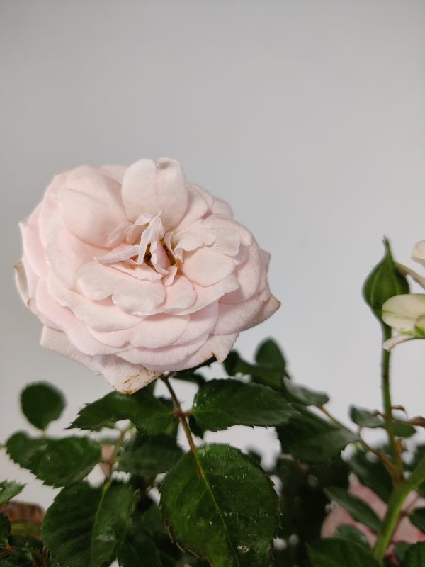 China Rose