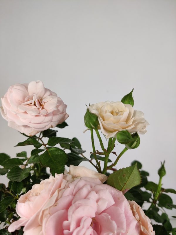 China Rose