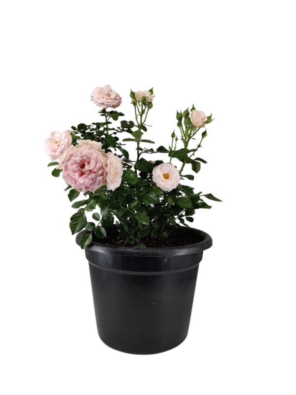 China Rose