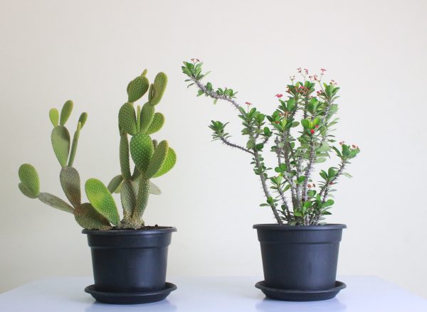 Thorny Bundle